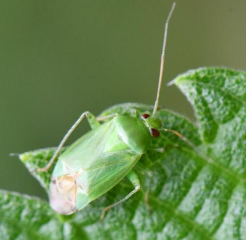 Apolygus spinolae